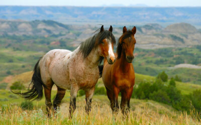 Badlands Horses