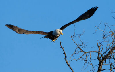 Eagle Flight