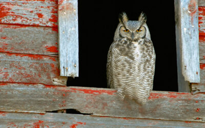 Great Horned Owl (This image is sold out and is no longer available)