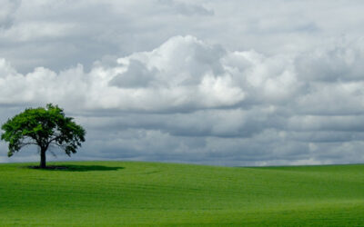 That Tree--Spring  (This image is in panoramic format)