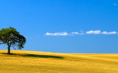 That Tree--Summer   (This image is in panoramic format)