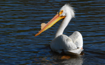 White Pelican #3