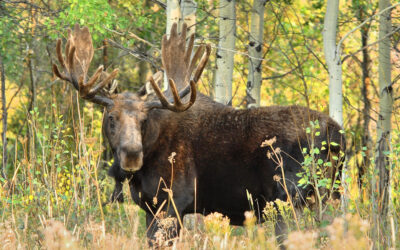 Moose #3