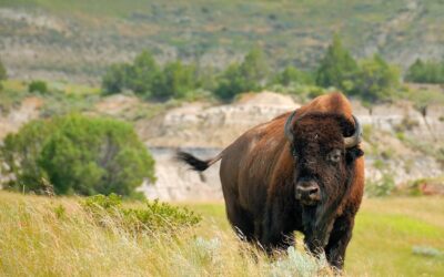 Bison Leer