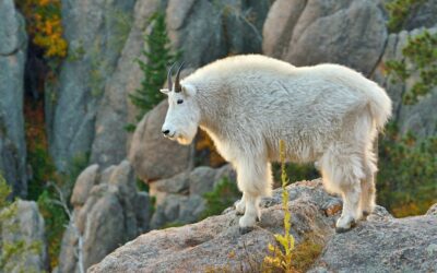 Black Hills Mountaineer