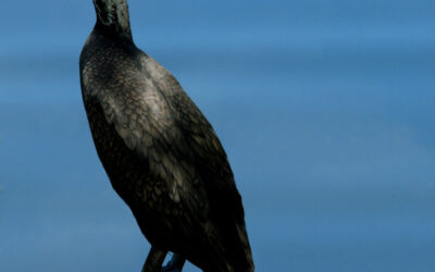 Cormorant #2