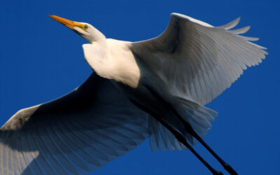 Great Egret#2