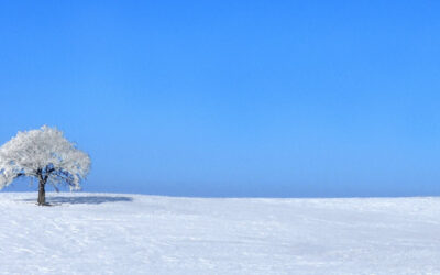 That Tree--Winter   (This image is in panoramic format)