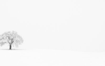 That Tree--Hoarfrost & Fog   (This image is in panoramic format)