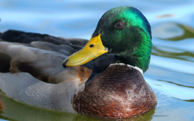 Mallard #2