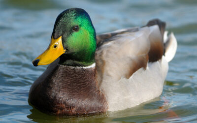 Mallard #3