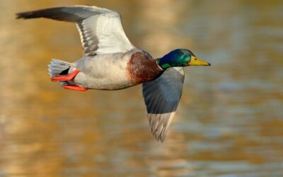 Mallard Flyby