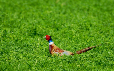 Pheasant