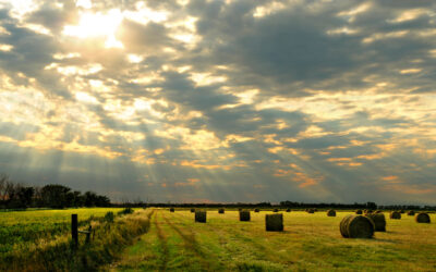 Prairie Rays
