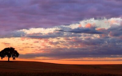 That Tree--Sunset  (This image is in panoramic format)