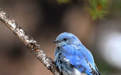 Western Bluebird
