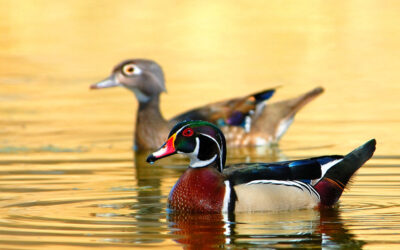 Wood Duck #9