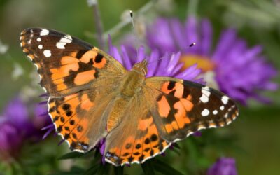 Painted Lady