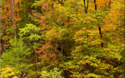 Autumn Pastels