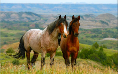 Badlands Horses