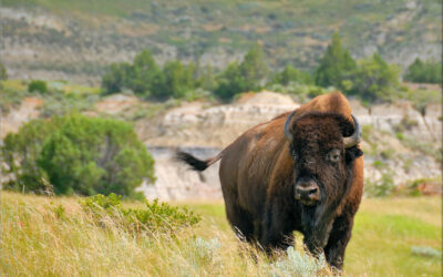 Bison Leer