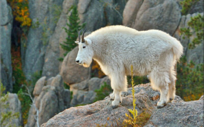 Black Hills Mountaineer