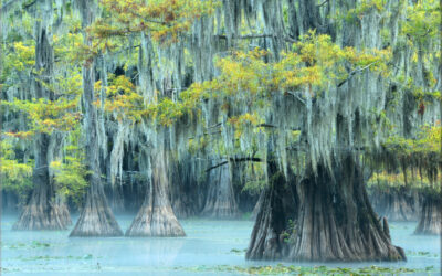 Bayou Drapery