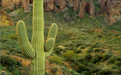 The Cactus
