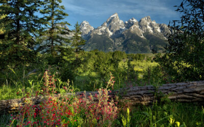 Teton Morning