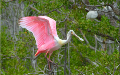 Roseate Spoonbill