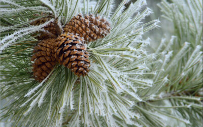 Frosted Cones