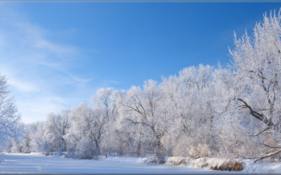 Frosty Morning