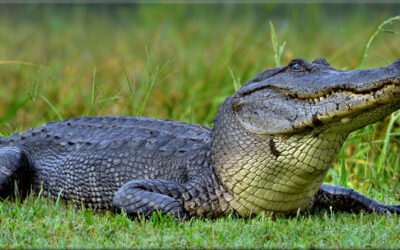 Gator