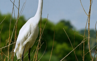 Great Egret