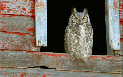 Great Horned Owl (SOLD OUT--The Limited Edition of this image has run out--this image is no longer available)