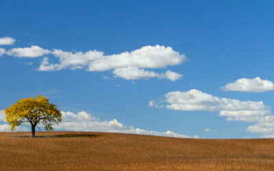That Tree--Autumn