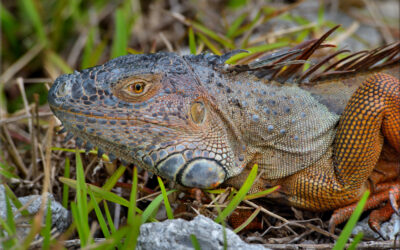 Iguana