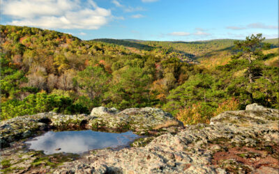 Kings Bluff Puddle