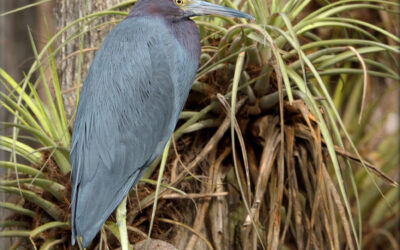 Little Blue Heron