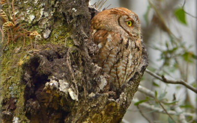 Eastern Screech Owl