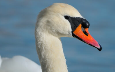 Swan Portrait