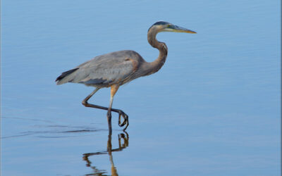Blue Heron