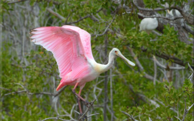 Roseate Spoonbill